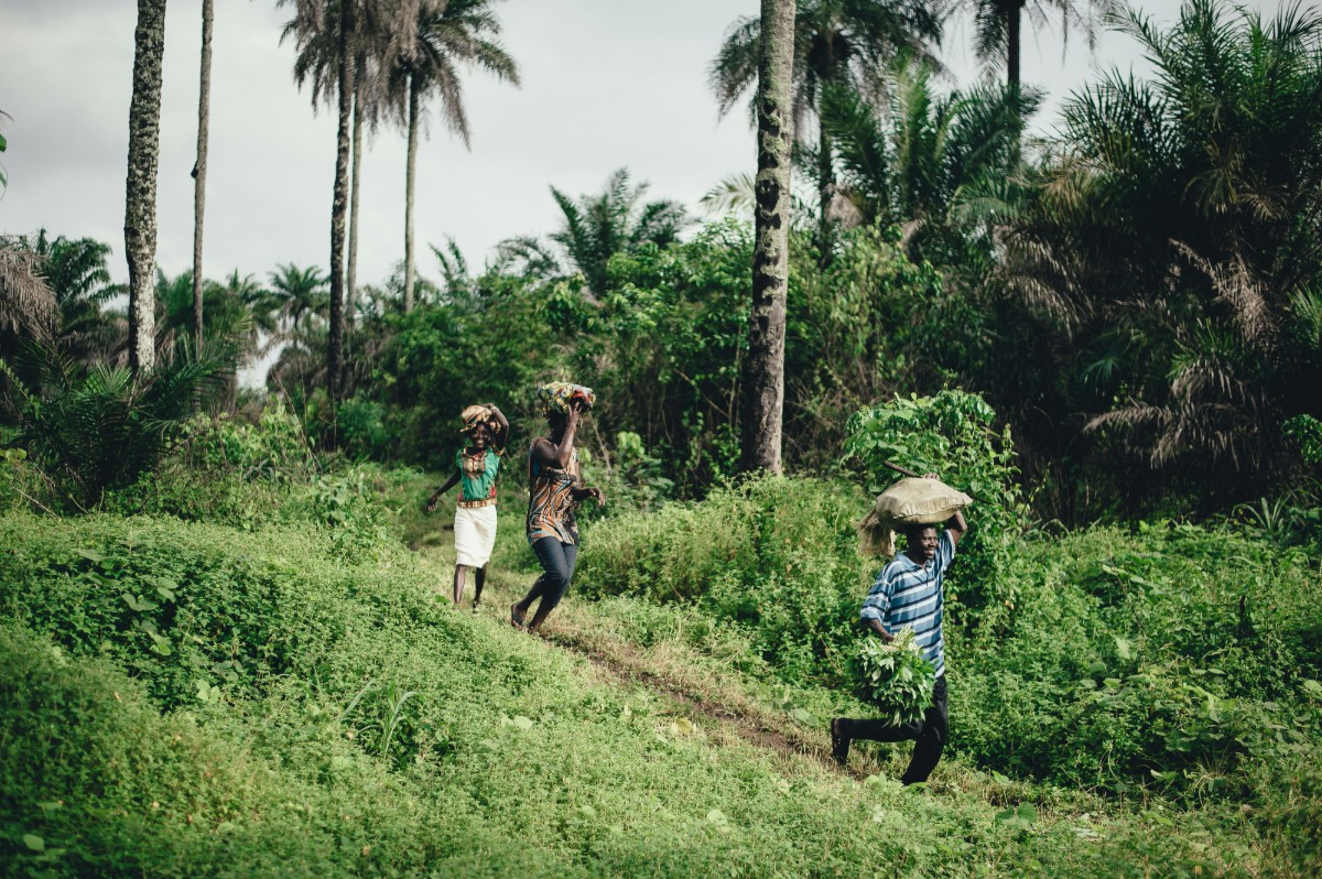 Three people walking on a path through lush greenery, carrying items on their heads, surrounded by tall palm trees.