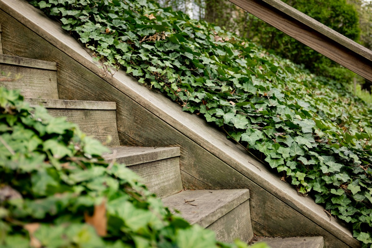 Wooden stairs partially covered with lush green ivy.