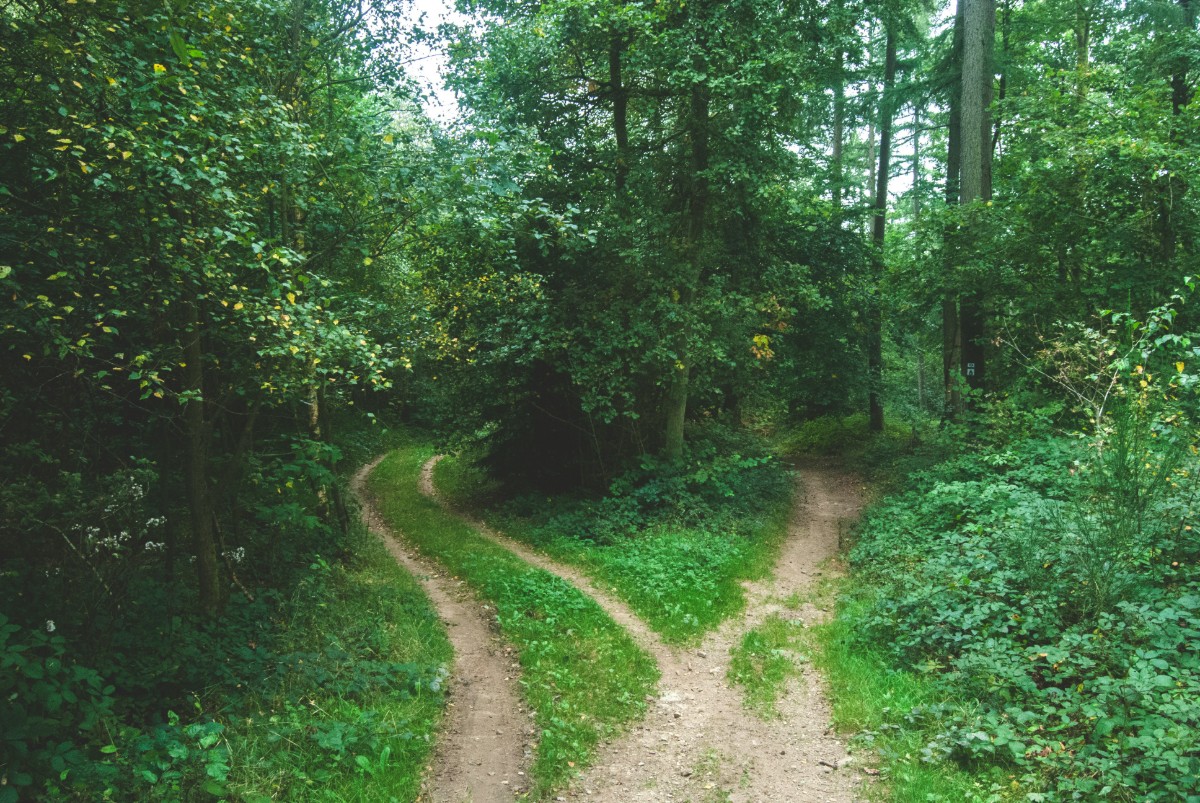 A dirt path splits into two in a lush green forest with dense trees and foliage.