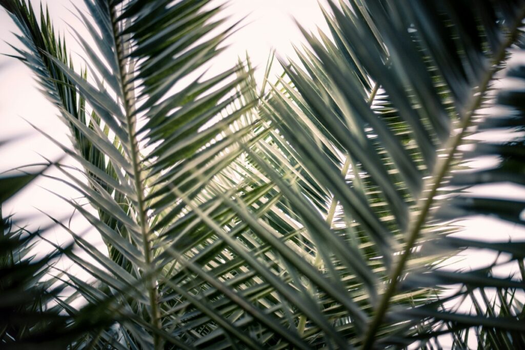 Close-up view of overlapping palm fronds against a bright sky background.