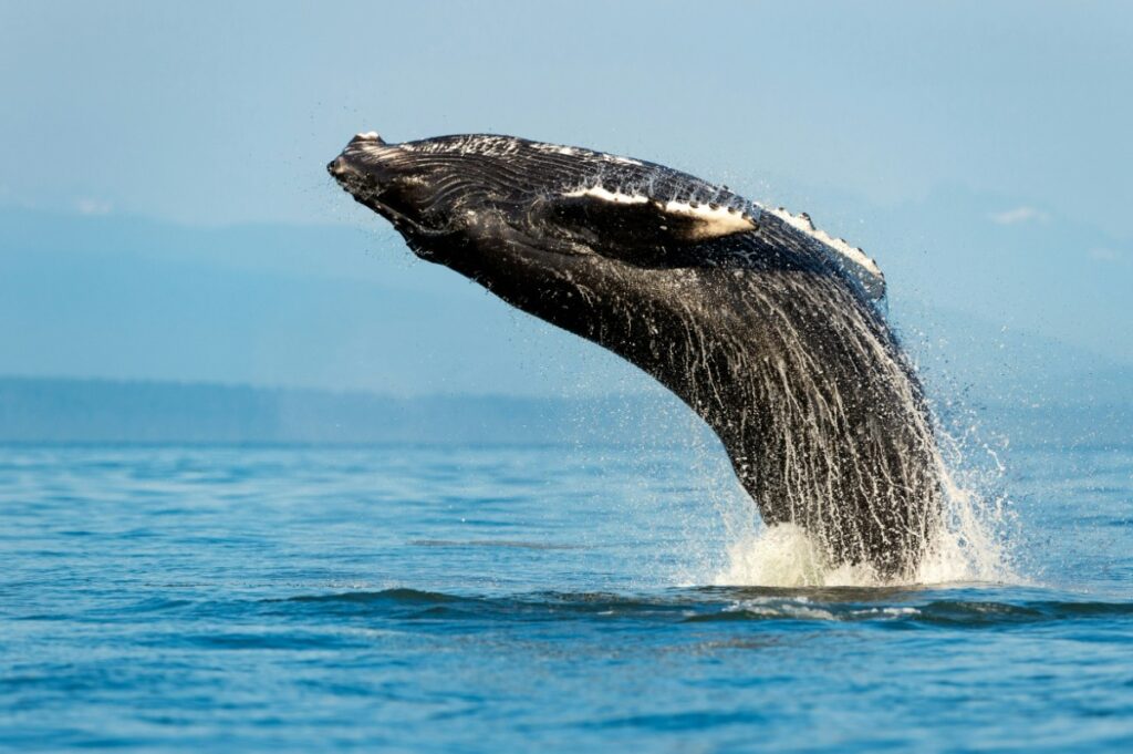 A humpback whale breaching the ocean surface, with water splashing around and a clear sky in the background.