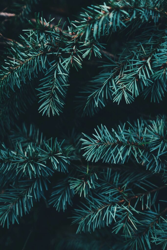 Close-up of dark green pine branches against a black background.