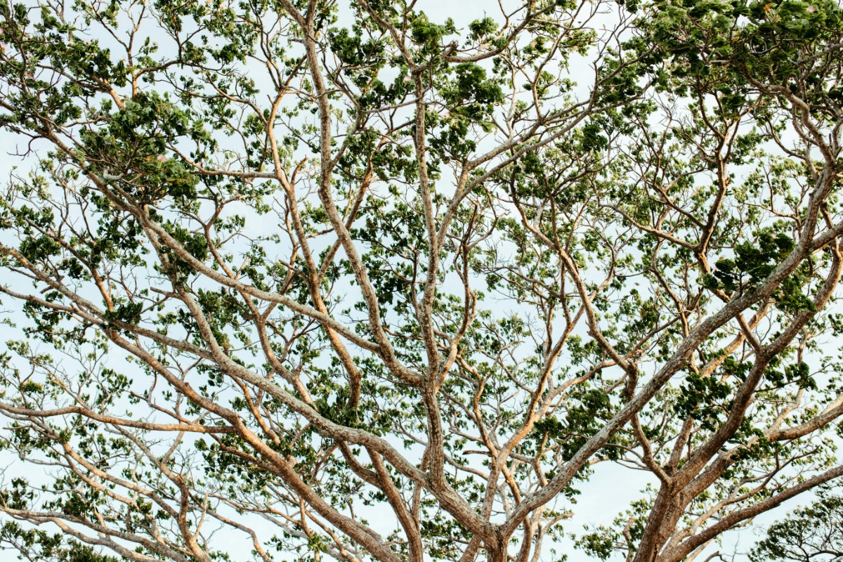A view of the canopy of a tree with numerous branches and green leaves set against a pale sky.