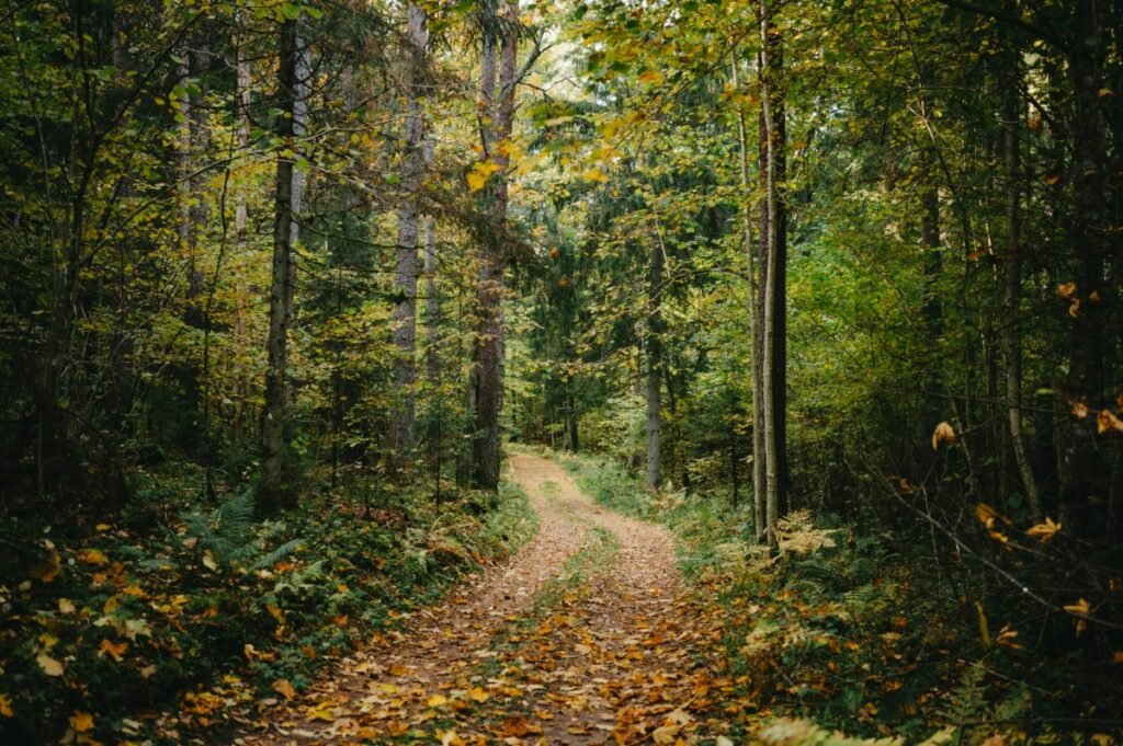 Dirt path winding through a dense forest with trees and green foliage, some leaves turning yellow and brown.