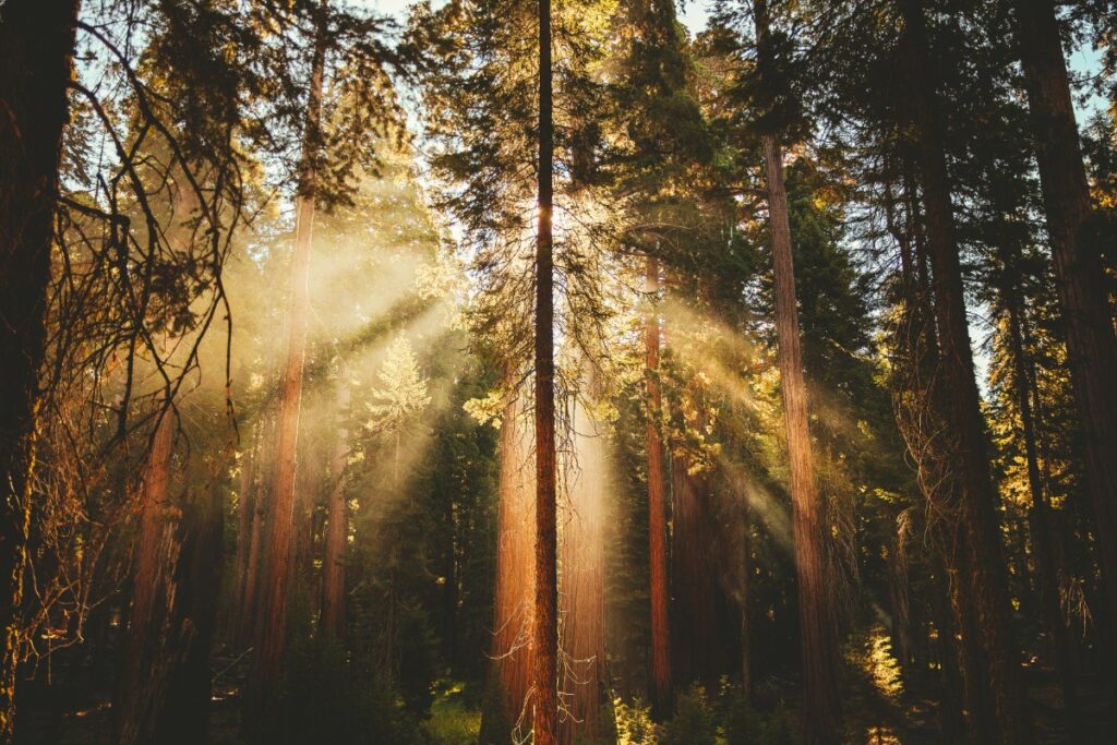 Sunlight streams through tall trees in a dense forest, illuminating the scene with warm, golden light.