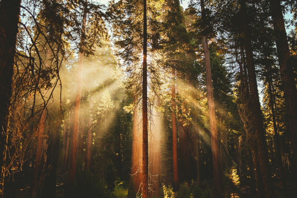 Sunlight streams through tall trees in a dense forest, illuminating the scene with warm, golden light.