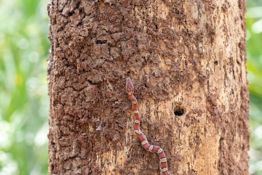 A small, red-brown snake climbs vertically on a tree trunk with textured bark. A small hole is visible on the trunk. Green foliage is blurred in the background.