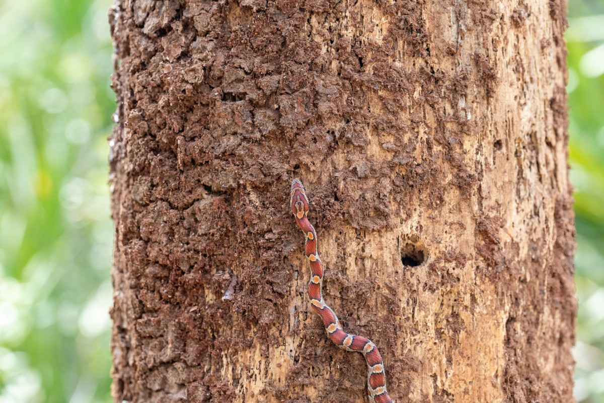 A small, red-brown snake climbs vertically on a tree trunk with textured bark. A small hole is visible on the trunk. Green foliage is blurred in the background.