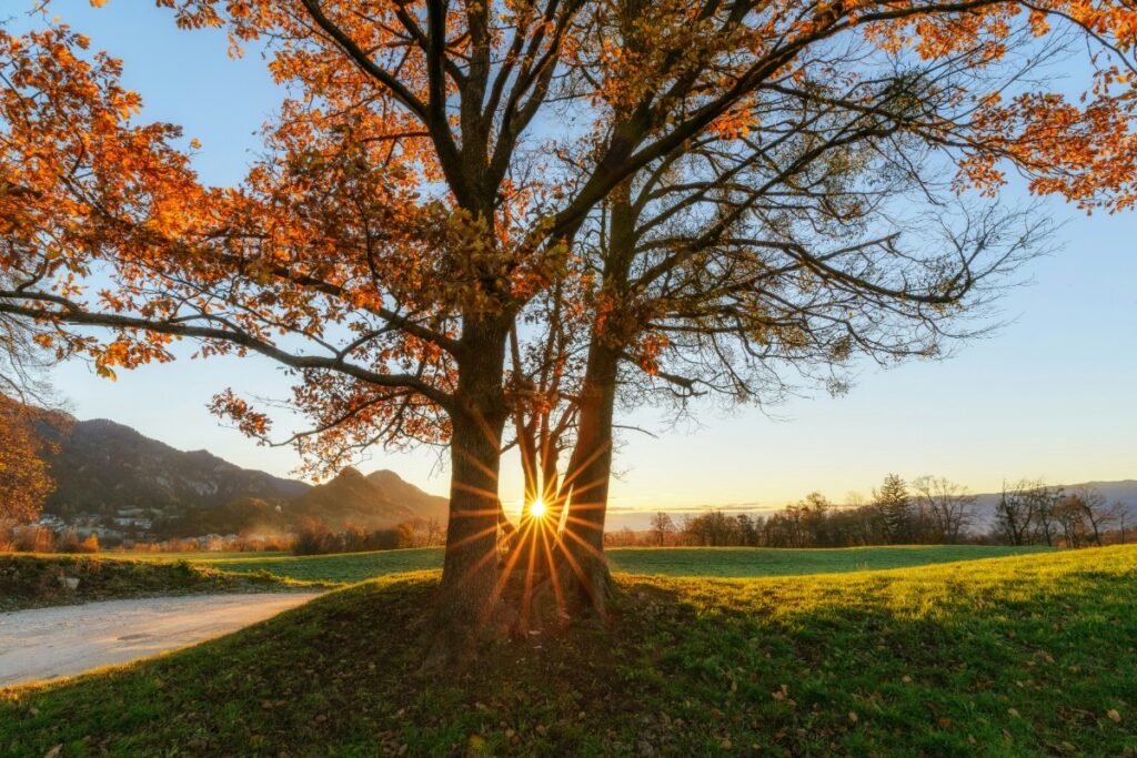 Sunset seen through two trees with autumn leaves, casting starburst rays over a grassy field, with hills in the background.