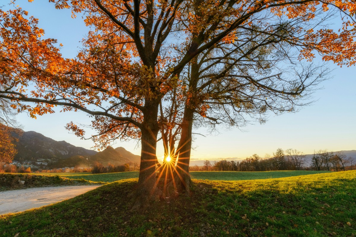 Sunset seen through two trees with autumn leaves, casting starburst rays over a grassy field, with hills in the background.