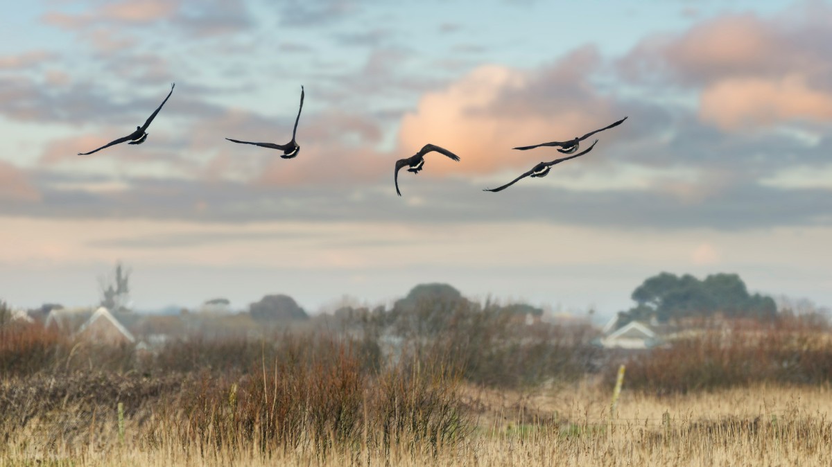 Four birds flying over a grassy field with distant trees and a cloudy sky.