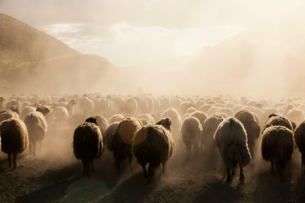 A flock of sheep walking on a dusty path, surrounded by mountainous terrain under a cloudy sky.