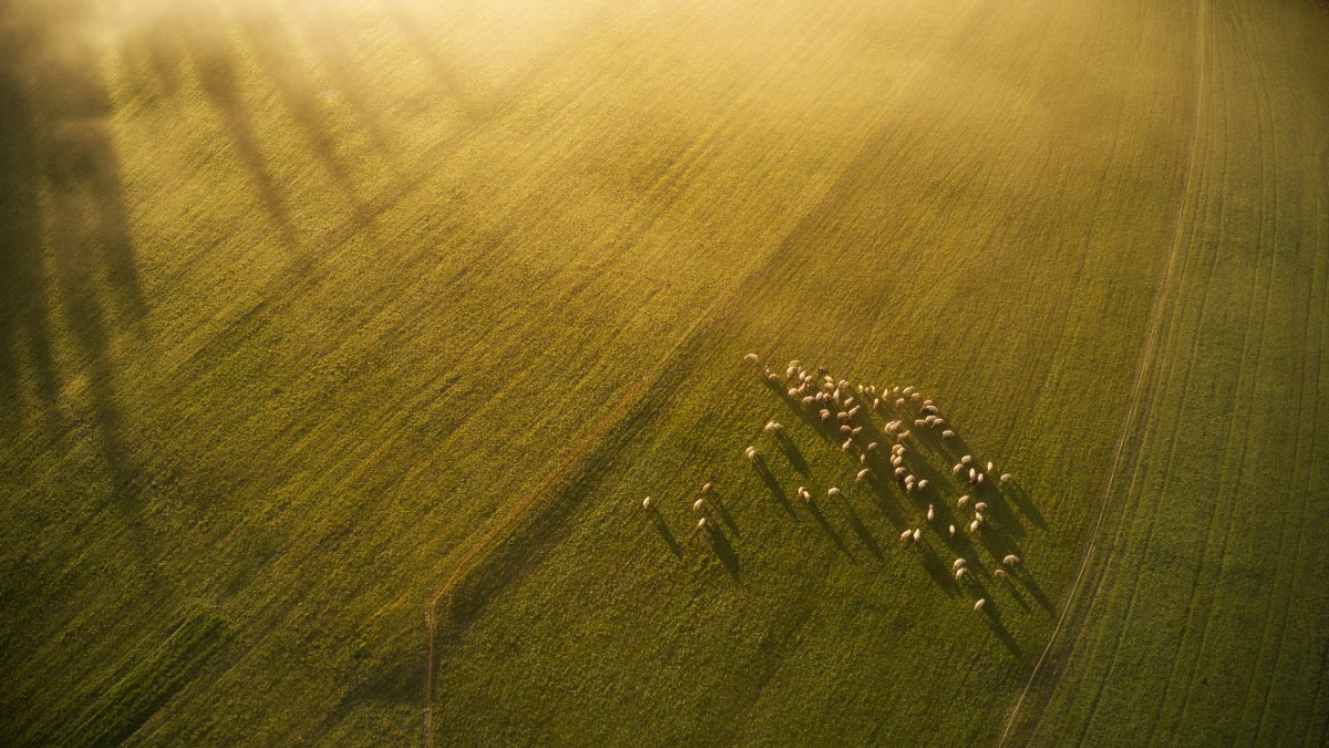 Aerial view of a group of sheep grazing on a vast, sunlit green field with long shadows.
