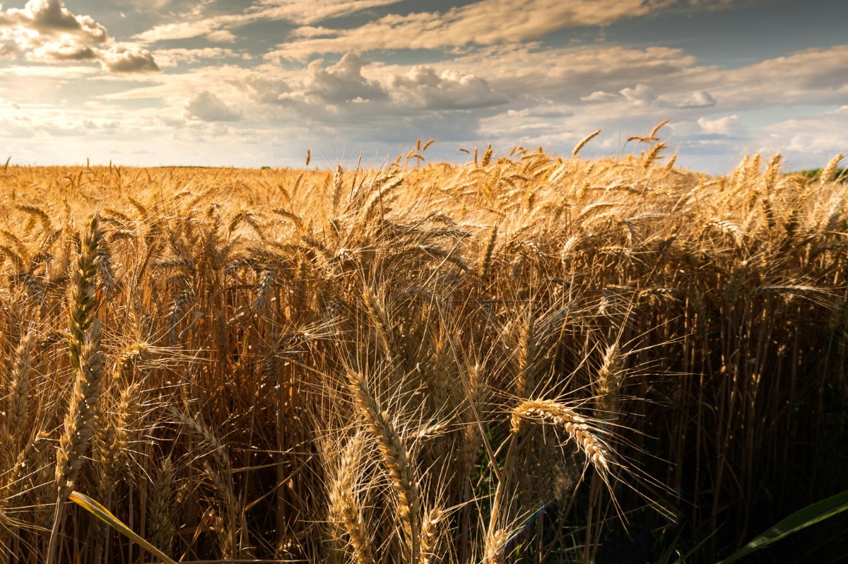 Golden wheat field under a partly cloudy sky, with sunlight highlighting the stalks.