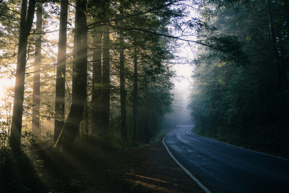 A winding road curves through a dense forest with tall trees. Sunlight filters through the foliage, casting rays and creating a serene atmosphere.
