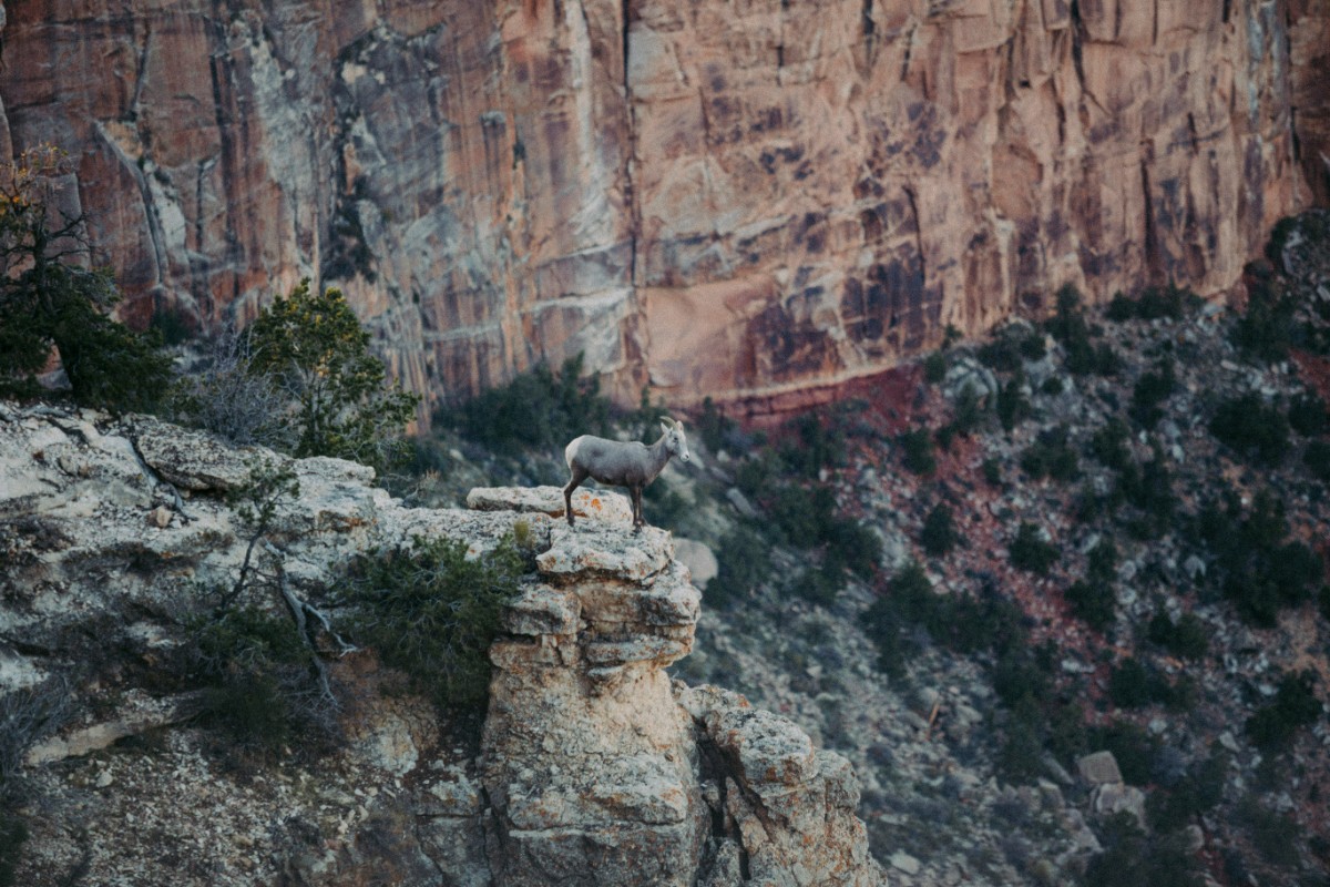 A lone bighorn sheep stands on a rocky ledge, overlooking a steep canyon with rugged, reddish cliff walls and scattered vegetation.