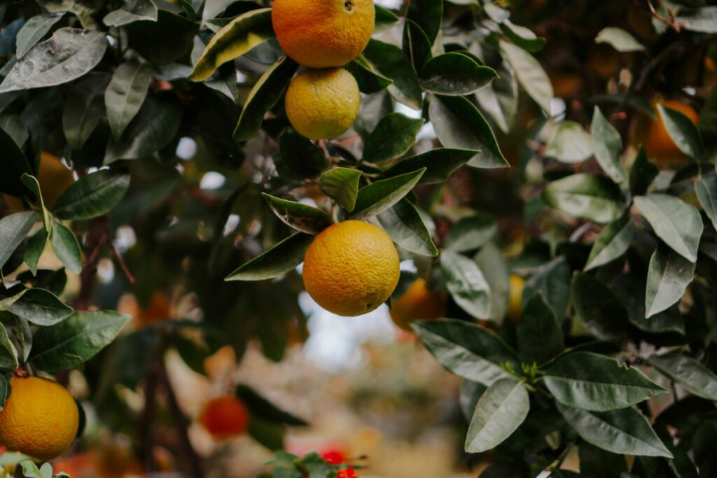 Close-up of orange fruits hanging on a tree, surrounded by green leaves.