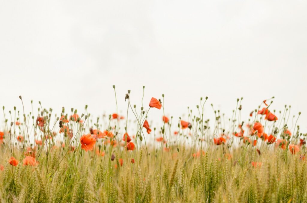 Field of wheat interspersed with blooming red poppies under a light sky.