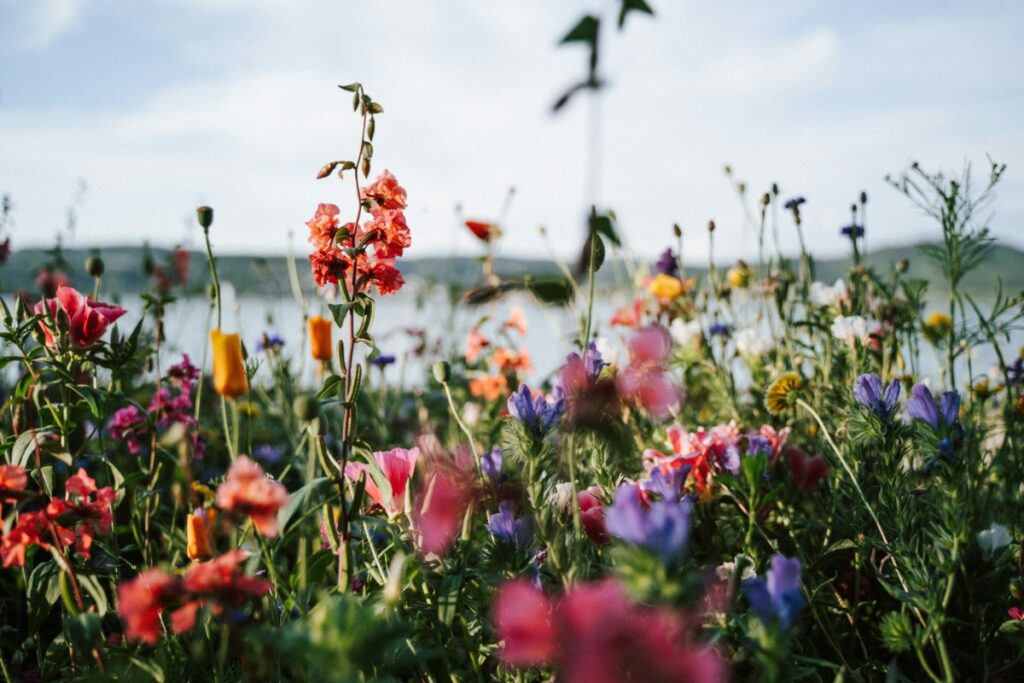 Wildflowers in various colors, including pink, orange, and purple, bloom in a field near a body of water under a blue sky.