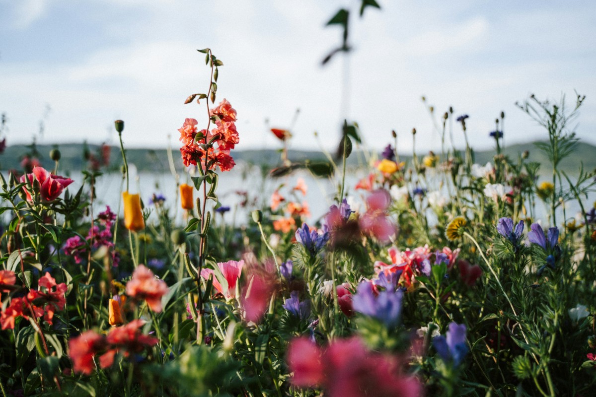Wildflowers in various colors, including pink, orange, and purple, bloom in a field near a body of water under a blue sky.