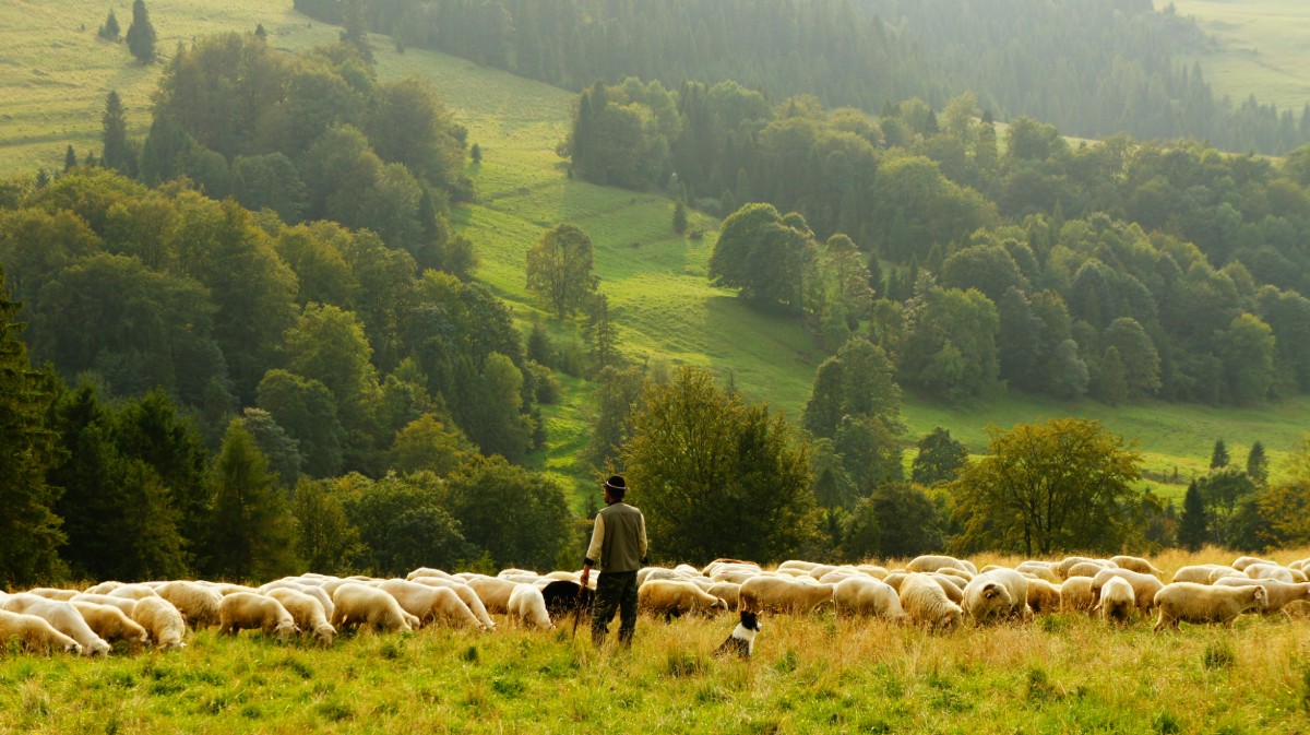 Shepherd and dog tending a flock of sheep on a hillside with a lush green valley in the background.