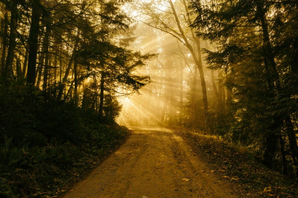 A sunlit forest path with trees on both sides, bathed in warm, golden light filtering through the branches.
