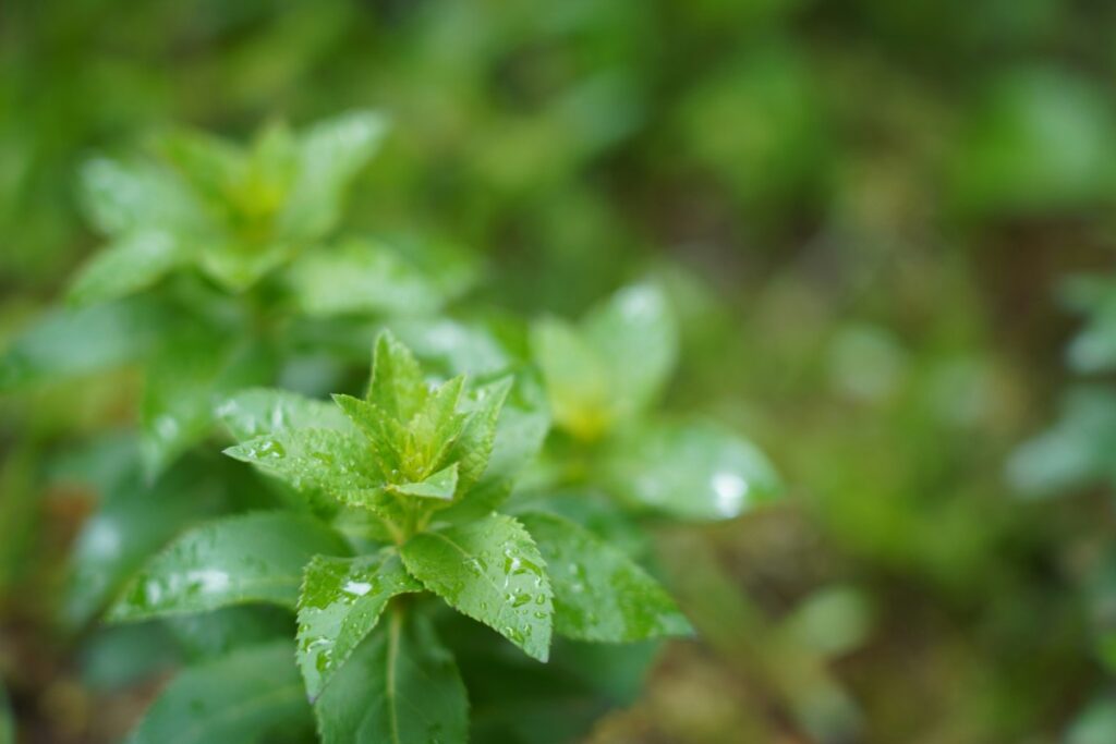 Close-up of green plants with pointed leaves, covered in small water droplets, against a blurred natural background.