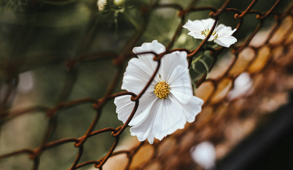 White flowers poke through a rusty chain link fence.