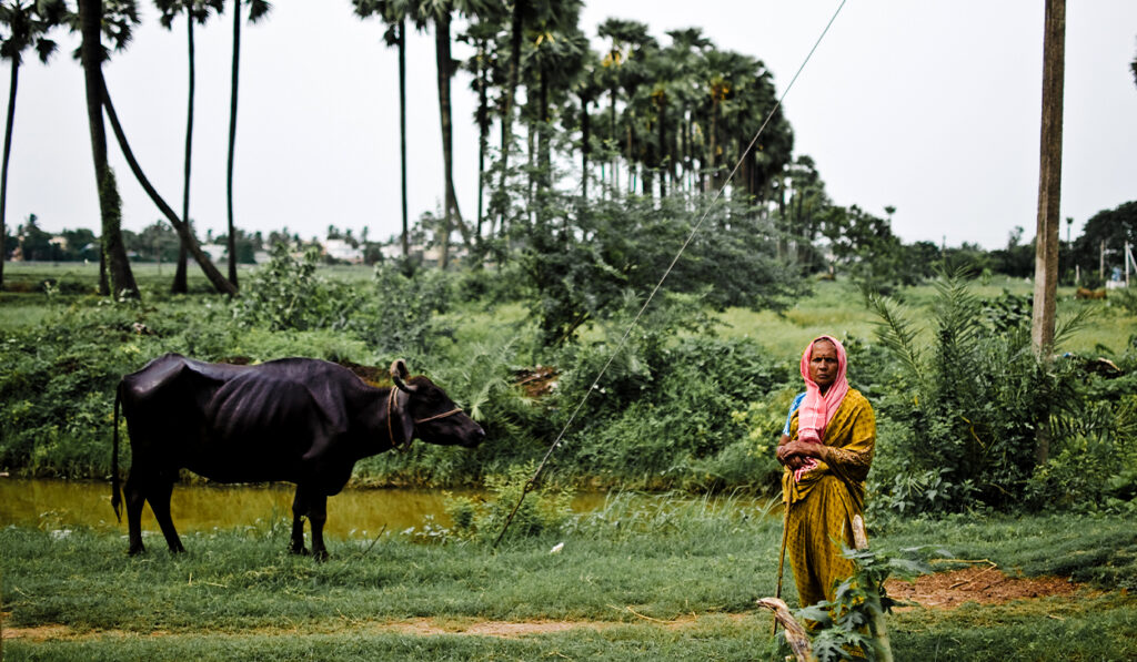A woman in South Asia with a pink head scarf stands in front of a green field. A black cow is to her right.