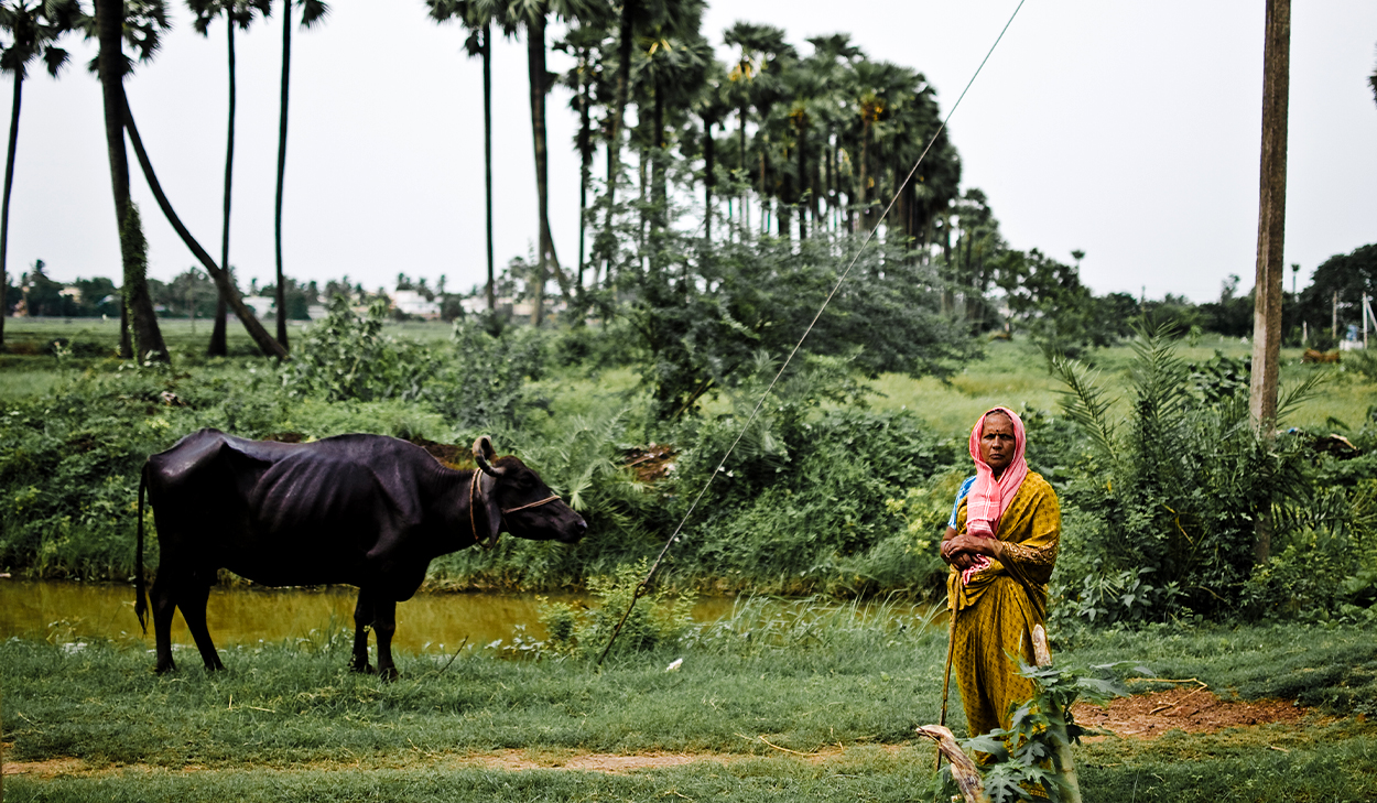 A woman in South Asia with a pink head scarf stands in front of a green field. A black cow is to her right.