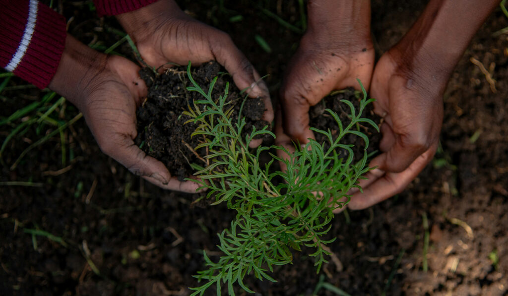 Two people hold soil in their hands next to a sapling.